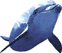 海豚条件付き無料画像