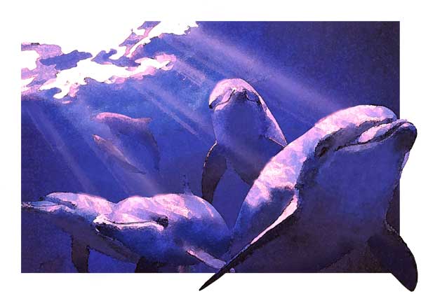 イルカ／水中世界のイラスト
